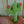 Friendly Cactus Buddy