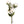 Felt Watsonia Flower