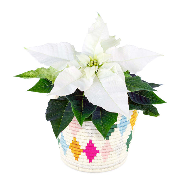 Curiosity Planter - 7 Tapered Diamond Kazi