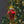 Foraging Frog Ornament