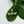 Graceful Dragonfly Necklace Women's Peace Collection
