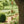 Indukala Moon Bell Trio Matr Boomie