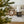 Wooden Ohio Ornament